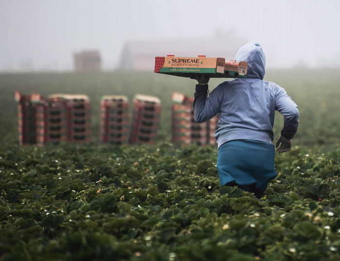  робота в сільському господарстві в Польщі
